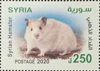 Syrian hamster (Mesocricetus auratus)