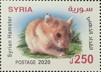 Syrian hamster (Mesocricetus auratus)
