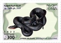 Black Whipsnake (Dolichophis jugularis)