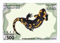 Fire Salamander (Salamandra salamandra)