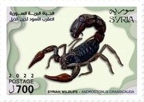 Arabian Fat-Tailed Scorpion (Androctonus crassicauda)
