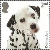 Dalmatian