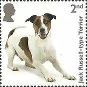 Jack Russell-type Terrier
