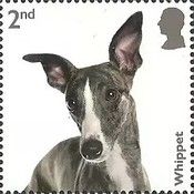 Whippet
