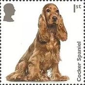 Cocker Spaniel