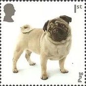 Pug