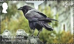 A Raven of The Tower