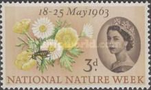 Buttercup, Common Daisy, Honey Bee (Apis sp.) - Phosphor