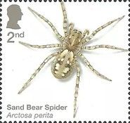 Sand Bear Spider (Arctosa perita)