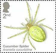 Cucumber Spider (Araniella cucurbitina)