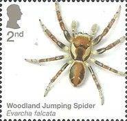 Woodland Jumping Spider (Evarcha falcata)