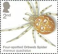 Four-Spotted Orb Weaver Spider (Araneus quadratus)