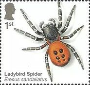 Ladybird Spider (Eresus sandaliatus)