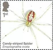 Candy-Striped Spider (Enoplognatha ovata)
