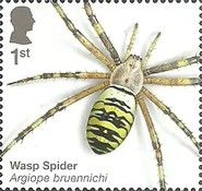 Wasp Spider (Argiope bruennichi)