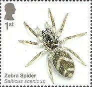 Zebra Spider (Salticus scenicus)