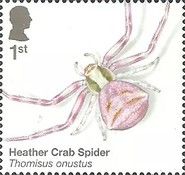 Heather Crab Spider (Thomisus onustus)