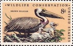Brown Pelican (Pelecanus occidentalis)