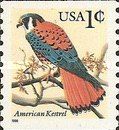 American Kestrel (Falco sparverius)