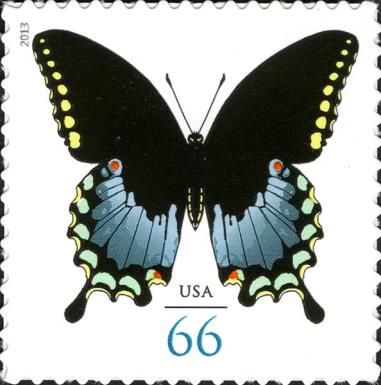 Spicebush Swallowtail (Papilio troilus)