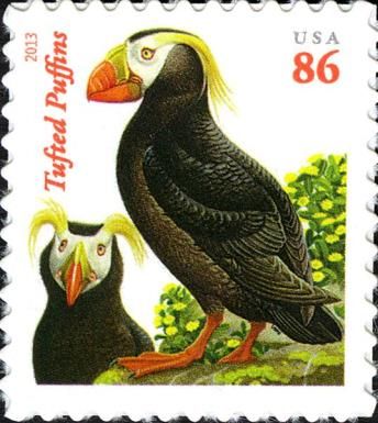 Tufted Puffin (Fratercula cirrhata)
