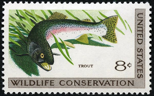Rainbow Trout (Oncorhynchus mykiss)