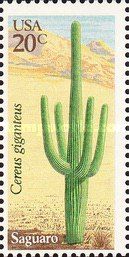 Saguaro (Cereus giganteus)