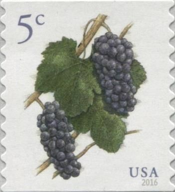 Grapes