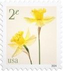 Daffodils
