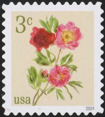 Peonies