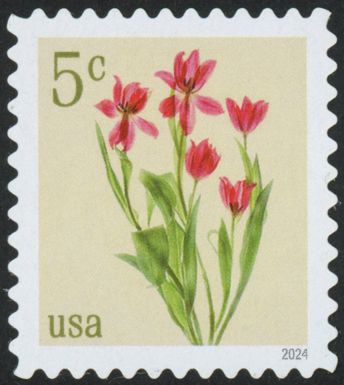 Red Tulips