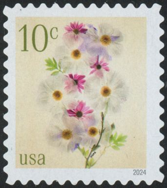 Poppies and Coneflowers