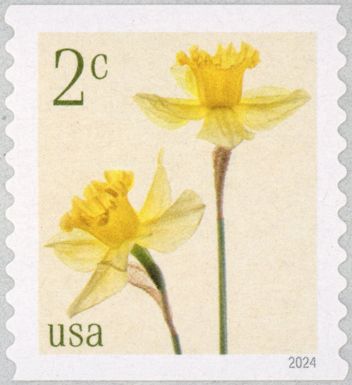 Daffodils