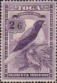 Red Shining-Parrot (Prosopeia tabuensis)