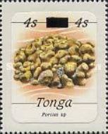 Stony Coral (Porites sp.)