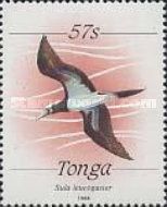 Brown Booby (Sula leucogaster)
