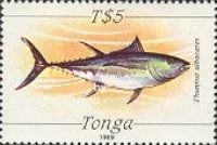 Yellowfin Tuna (Thunnus albacares)