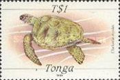 Green Sea Turtle (Chelonia mydas)