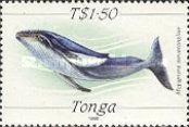 Humpback Whale (Megaptera novaeangliae)