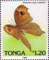 Common Evening Brown (Melanitis leda ssp. solandra)