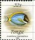 Powder-blue Surgeonfish (Acanthurus leucosternon)
