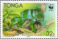 Fiji Banded Iguana (Brachylophus fasciatus)