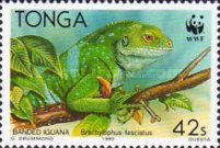 Fiji Banded Iguana (Brachylophus fasciatus)