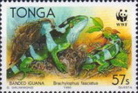 Fiji Banded Iguana (Brachylophus fasciatus)