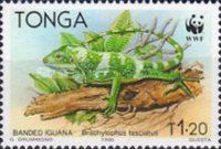 Fiji Banded Iguana (Brachylophus fasciatus)