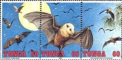 Closeup of flying bat