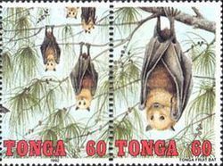 Bat hanging from tree limb