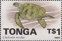 Green Sea Turtle (Chelonia mydas)