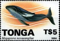 Humpback Whale (Megaptera novaeangliae)