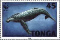 Humpback whale (Megaptera novaeangliae)